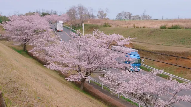 Sanrizuka Sakura-no-Oka (Cherry Blossom Hill)