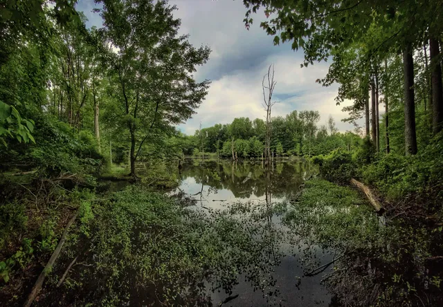 North Mount Loretto State Forest