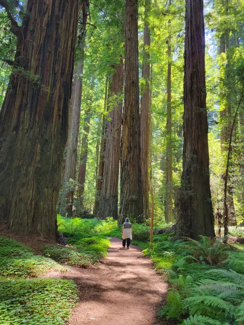 Avenue of the Giants North Entrance