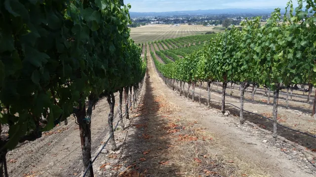 Hummingbird Hill Vineyard