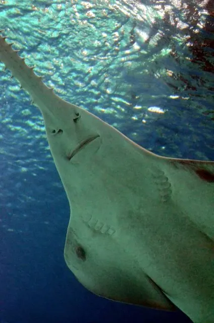 SEA LIFE Grapevine Aquarium