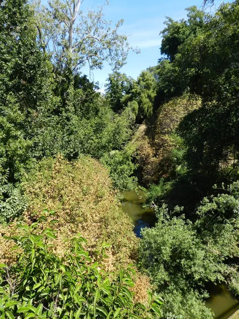 San Lorenzo Creek