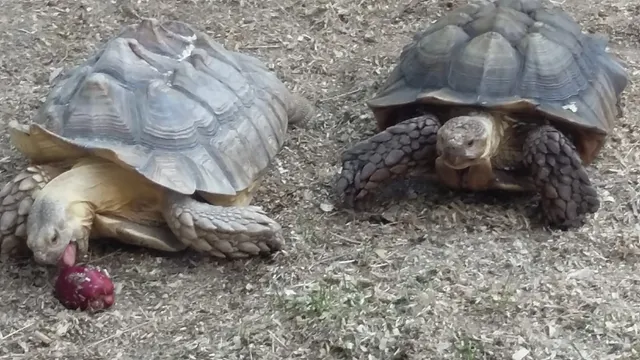 Noah's Lost Ark Animal Sanctuary