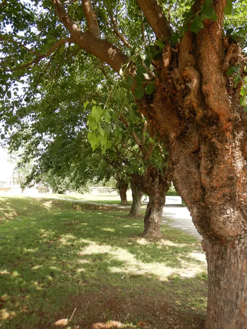 Barchessa di Villa Pola