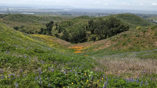 Harmon Canyon Preserve