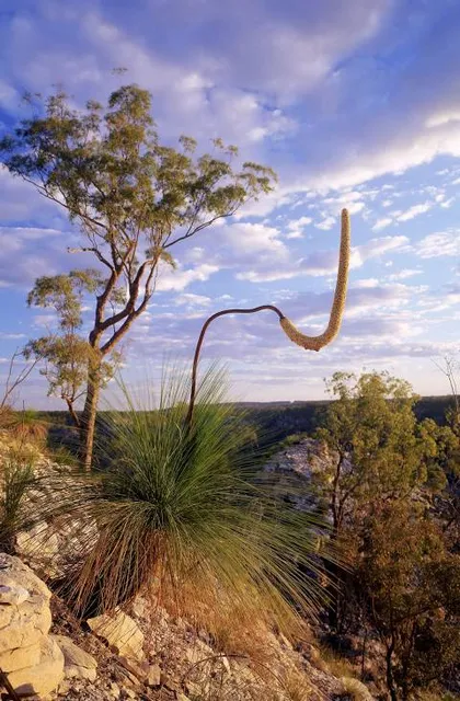 Isla Gorge National Park