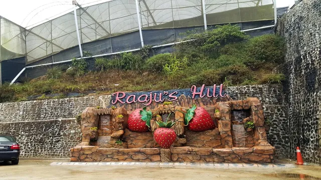 Raju's Hill Strawberry Farm