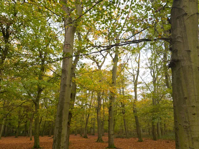 Bostall Heath and Woods