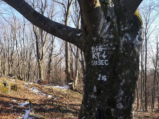 Vrh Sušec (Strahinjščica)