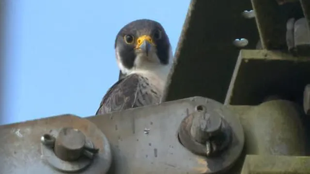 GG Wildlife Experiences Ltd.