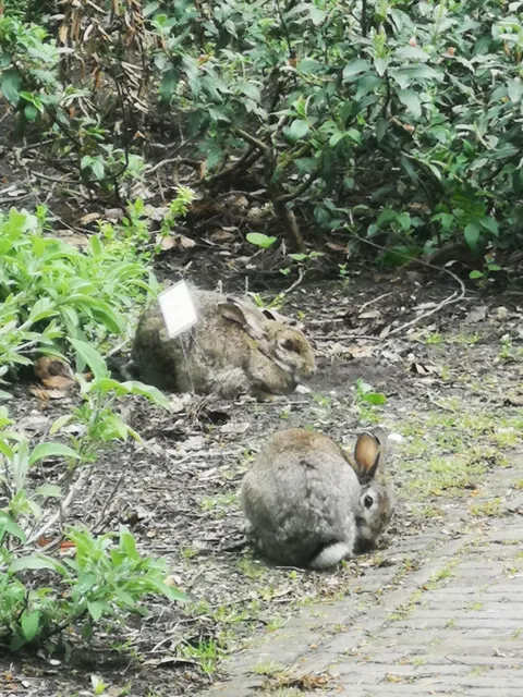 Kruidentuin Artsenijhof