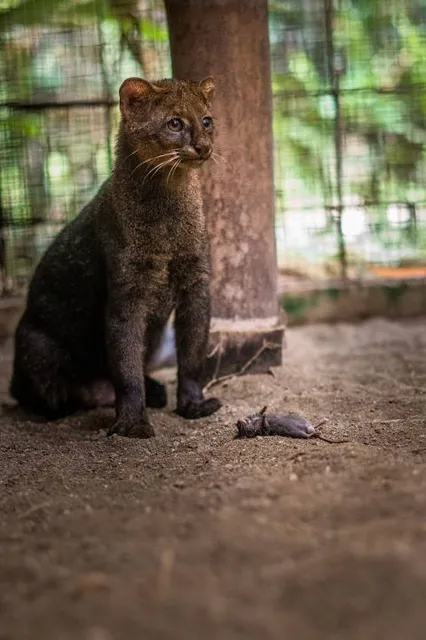 Jaguar Rescue Center