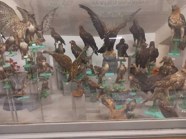 Museum of Natural History "Don Bosco"