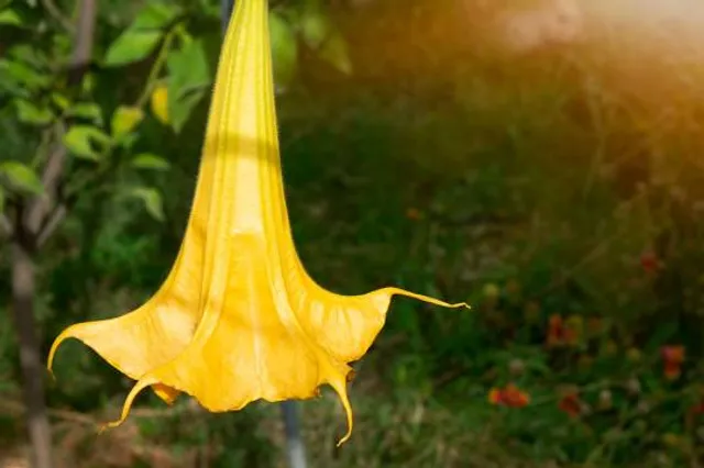 East Ruston Old Vicarage Garden