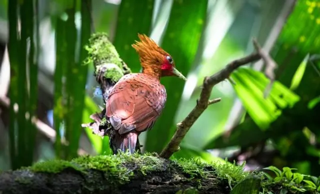 Dave & Dave's Costa Rica Nature Park