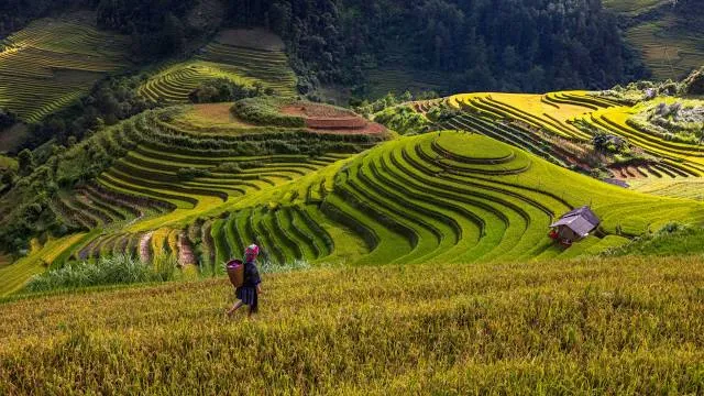 Rice Terrace View Point