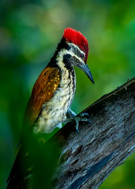 Bhagwan Mahavir Wildlife Sanctuary Range Forest Office