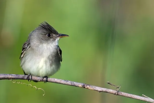 Quintana Neotropical Bird Sanctuary