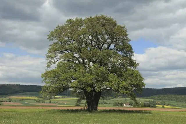 Wanderheim Dicke Eiche - Pfälzerwald-Verein Hauenstein 1913 e.V.