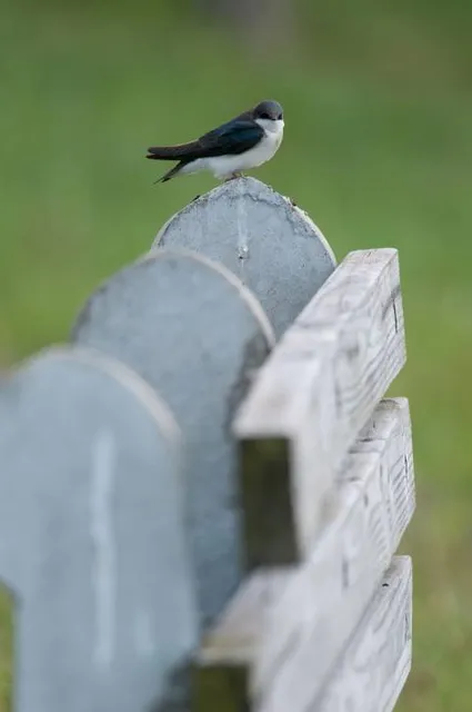 Tanglewood Nature Center