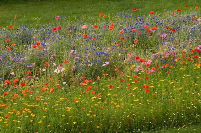 Jardin des Plantes d'Avranches