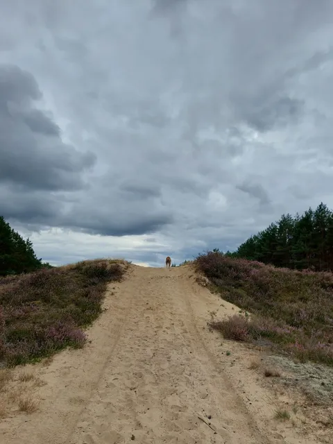 Użytek ekologiczny "WRZOSOWE WYDMY"