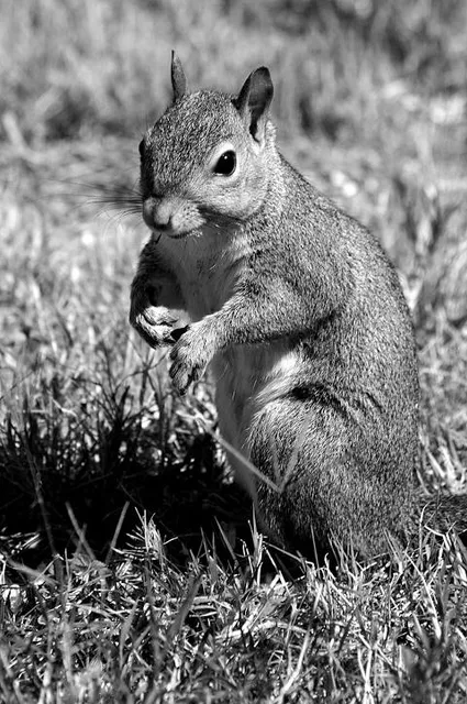 Wild Georgia Safari Park