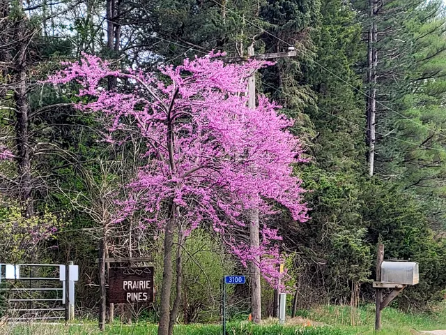 Prairie Pines Nature Preserve