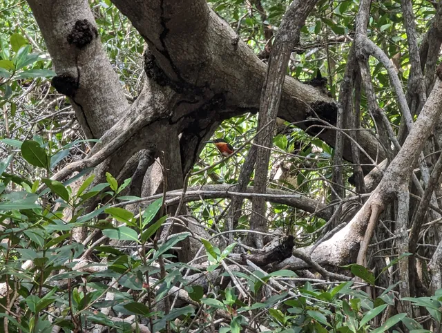Guardianes de los Manglares de Dzinintún