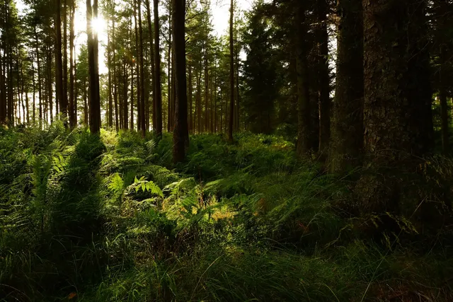 Rezerwat przyrody Stawiska