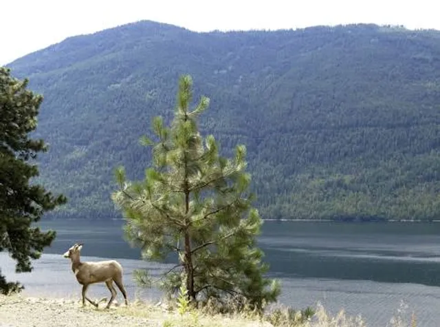 Area J (Lower Arrow/Columbia)