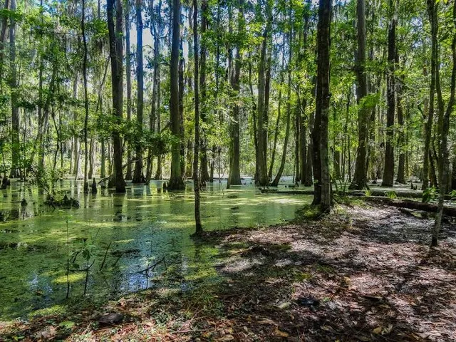 San Felasco Hammock Preserve State Park