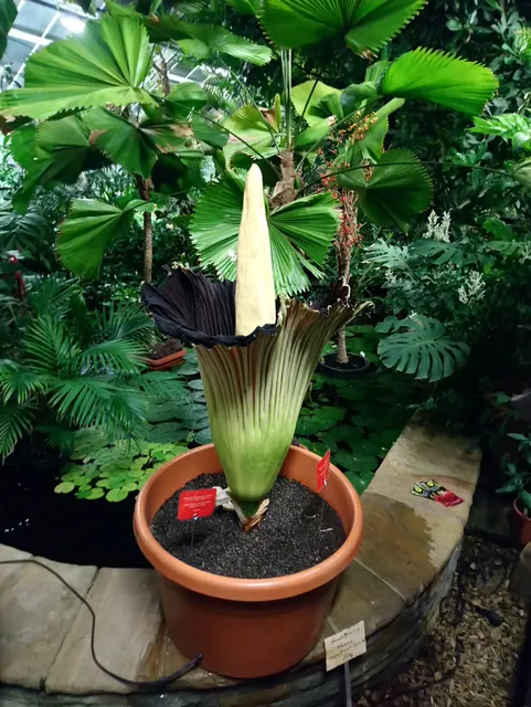 Pflanzenschauhäuser