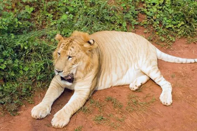 Zoológico Nacional de Nicaragua