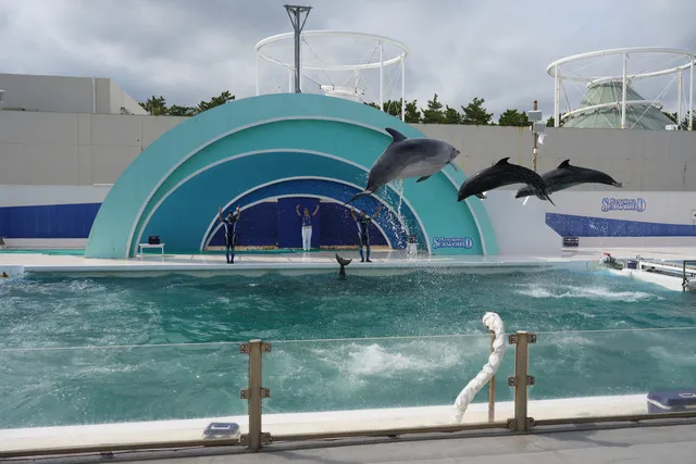 Surf Stadium（Dolphin Performance）