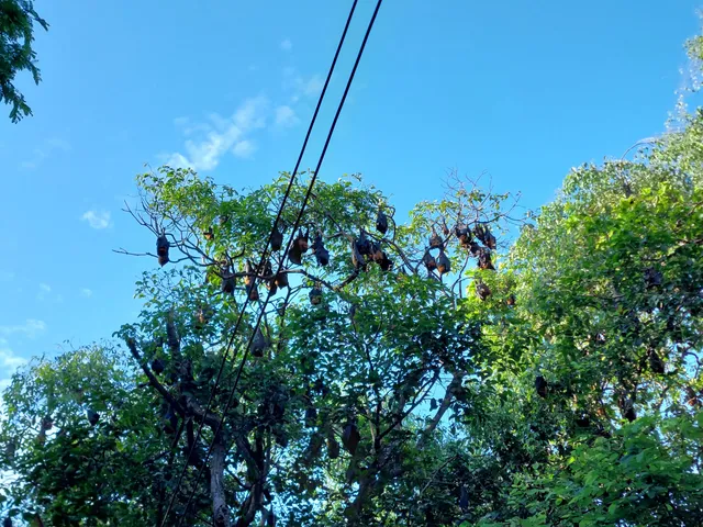 Wat Pho Bang Khla Flying Foxes