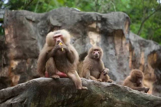 Singapore Zoo