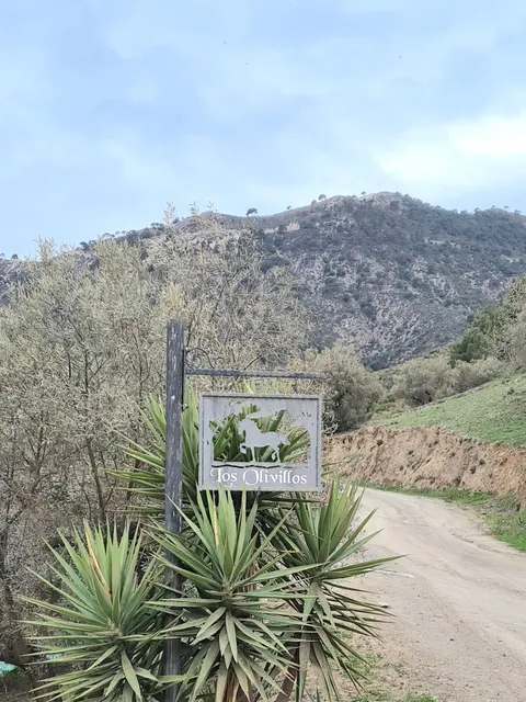 Los Olivillos