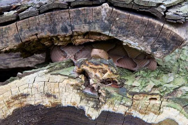 Bentheimer Klippen (Alter Steinbruch)