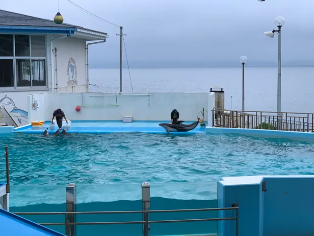 Dolphin Petting Beach