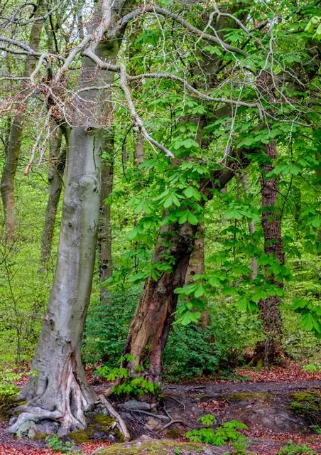 Charles H. Rogers Wildlife Refuge