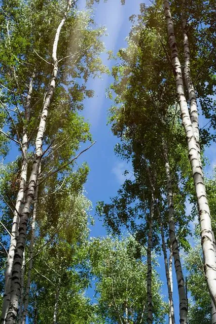 Motuzkovyy Park "Peremoha"