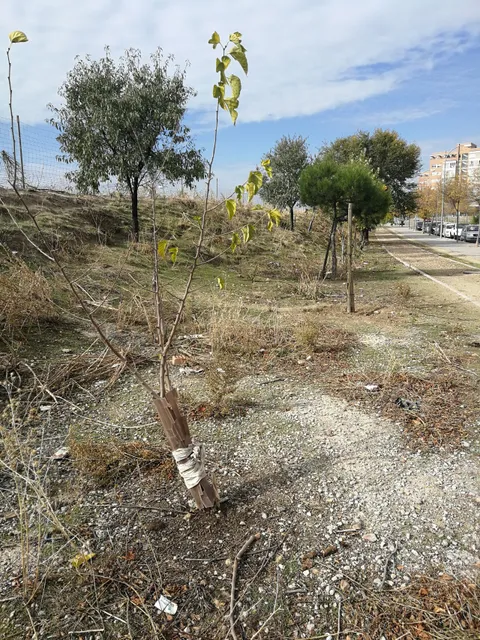 Lineal Manolito Gafotas Park