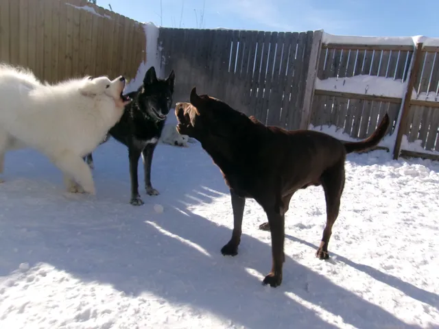 Lucky Pawz North Liberty