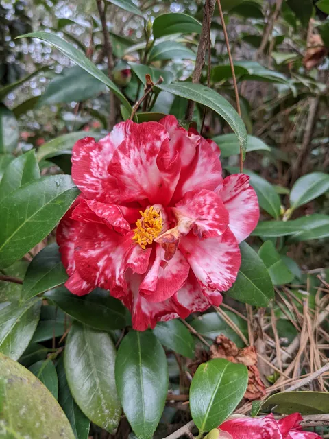 American Camellia Society