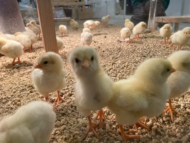 もふもふ ふれあい動物園 甲府昭和店