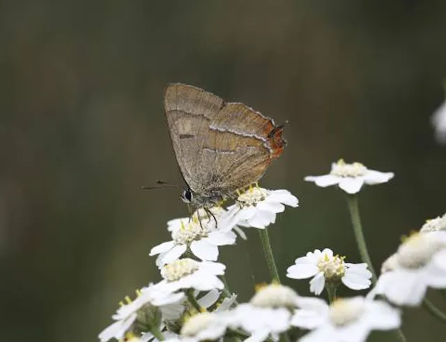 Alners Gorse Butterfly Reserve