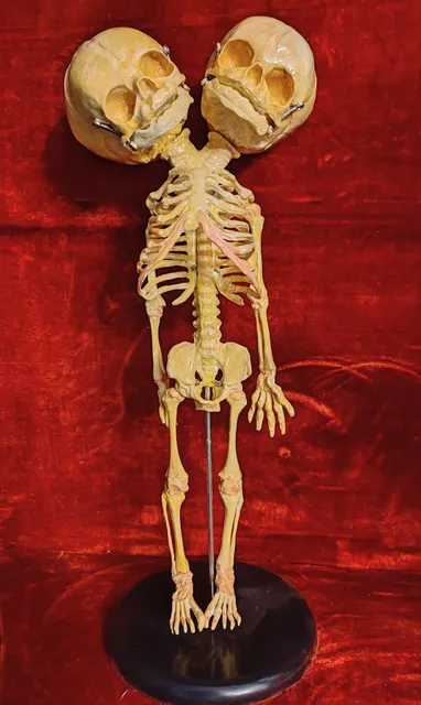 Le logis des curiosités - Logement insolite avec énigme, type escape game