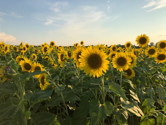 Agricenter Sunflower Trail