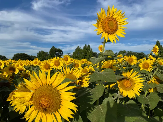 Zama Sunflower Field